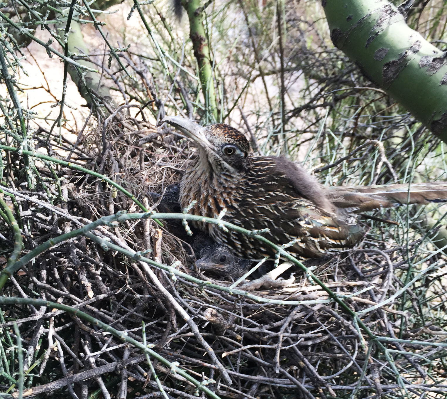Southern Arizona Wildlife Babies